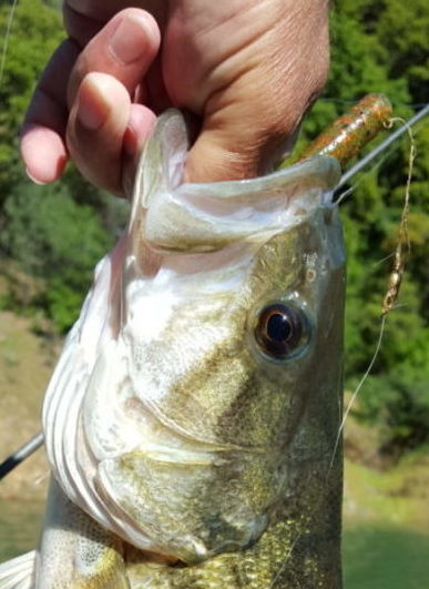 New cold water tech for Lake Shasta spotted bass