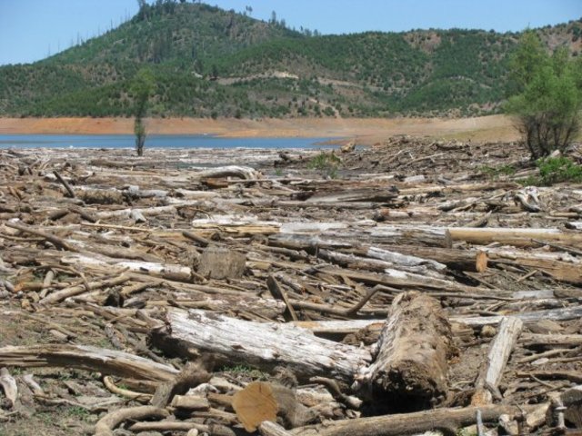 March is Driftwood Danger for Bass Anglers on Shasta Lake